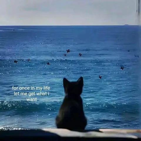 Cat Waiting by the Sea