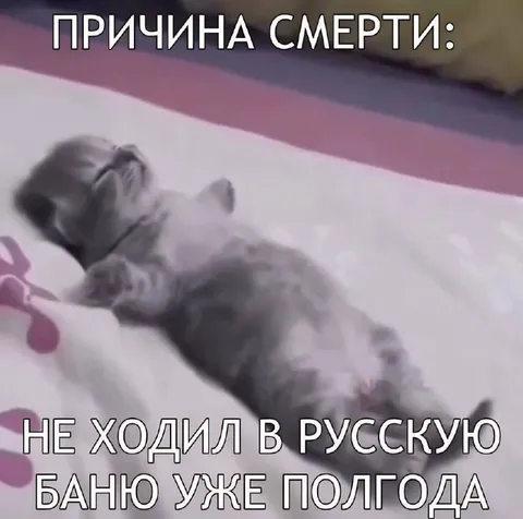 Кот не ходил в баню