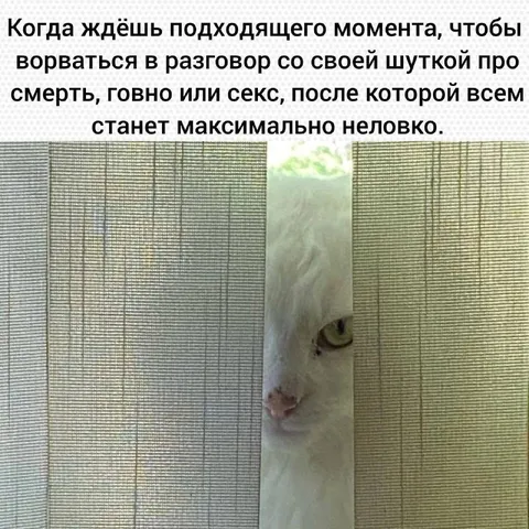Кот ждёт подходящего момента