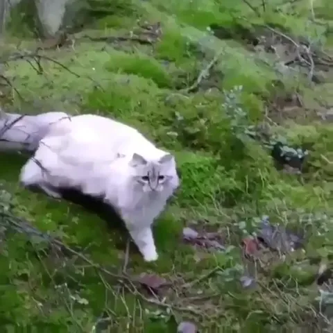 Кот идёт прямо на камеру