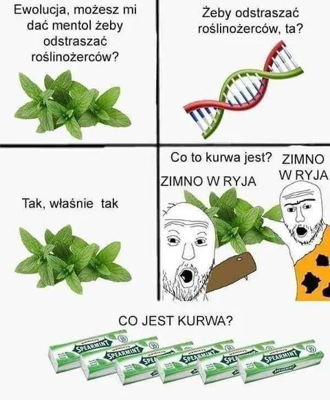Miętowa ewolucja i zimno w ryja