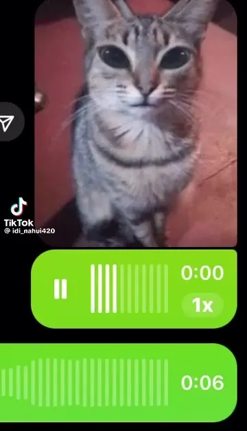 Кот слушает голосовое