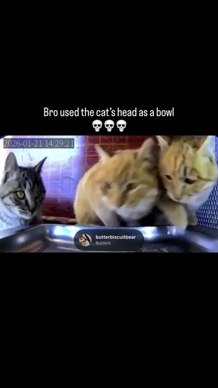 Cat Head Bowl