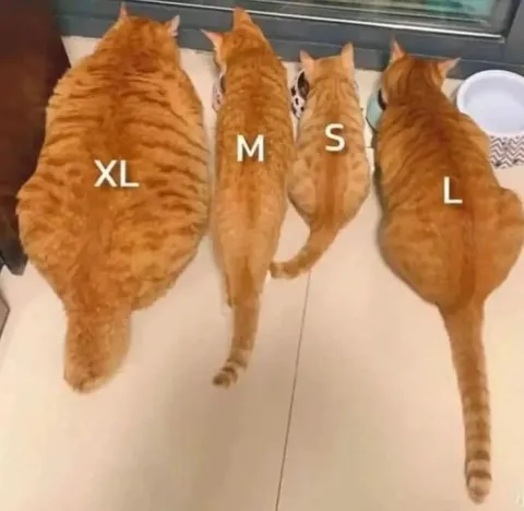Коты разных размеров