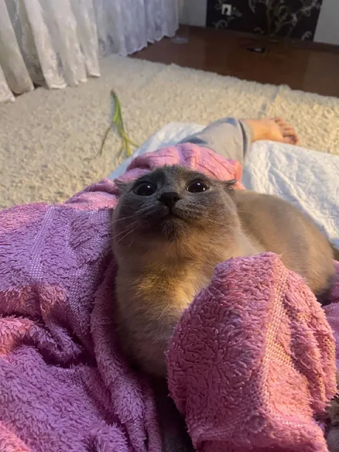 Кот уютно завернулся в полотенце