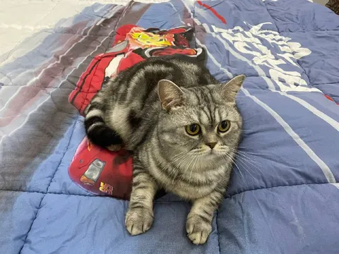 Кот захватил одеяло