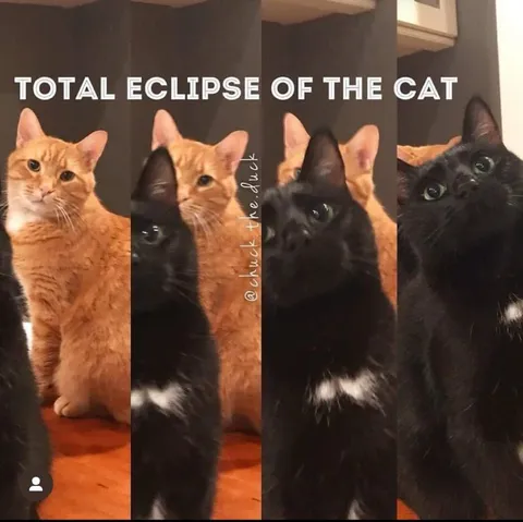 Total Eclipse of the Cat