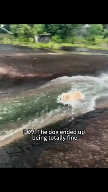 POV: When You Have a Silly Dog