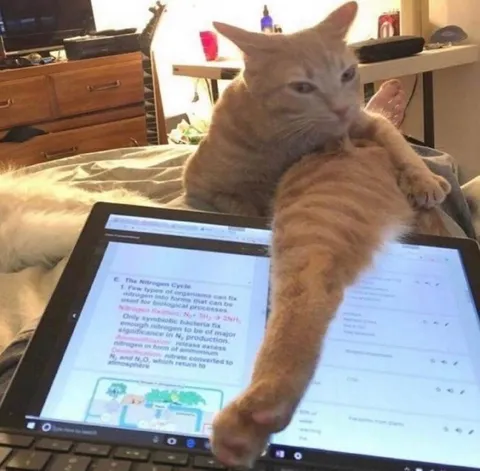 Cat Blocks Homework Laptop