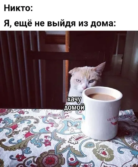 Кот уже хочет домой