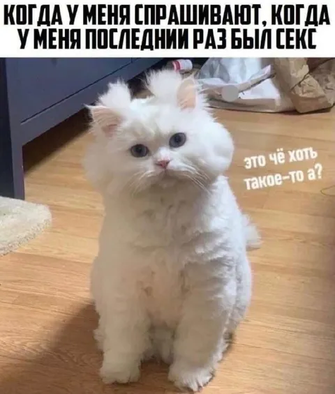 Кот не понимает вопрос о сексе