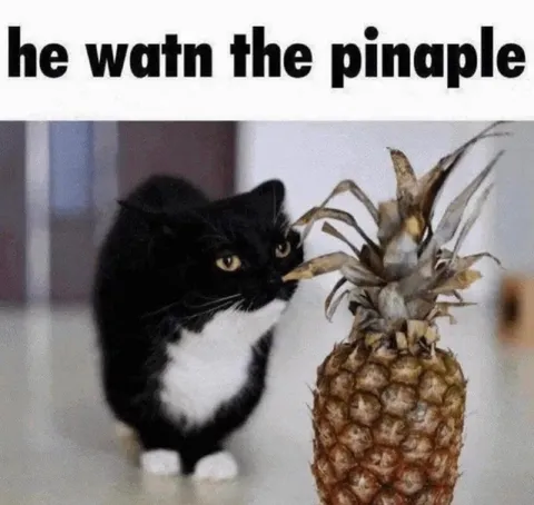 Cat Wants the Pineapple