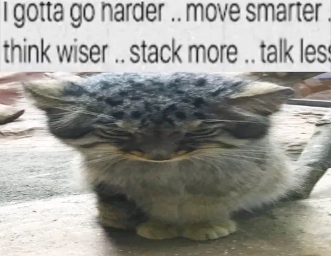 I Gotta Go Harder Cat