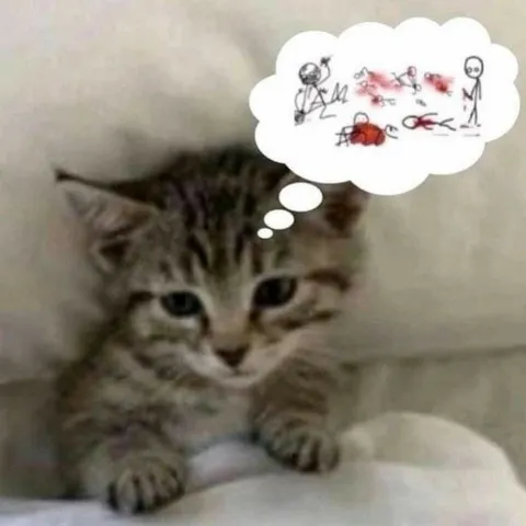 Кот думает о драке