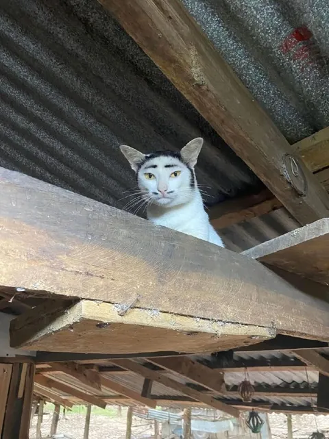 Кот смотрит с потолка