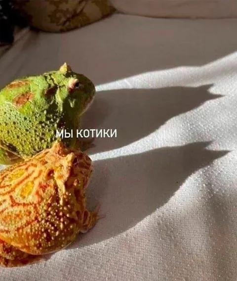 Мы котики и наши тени