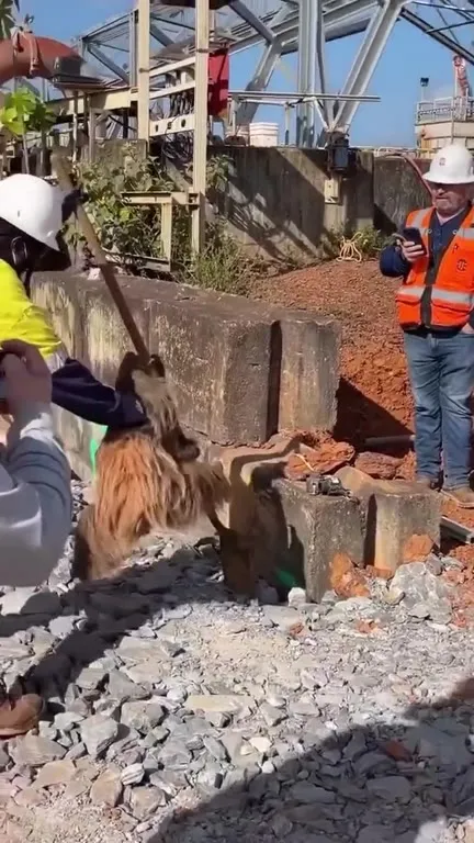 Ленивец на лопате