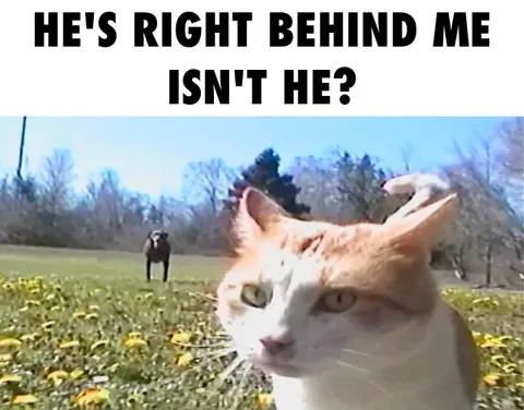 Cat Checks Who Is Behind Him