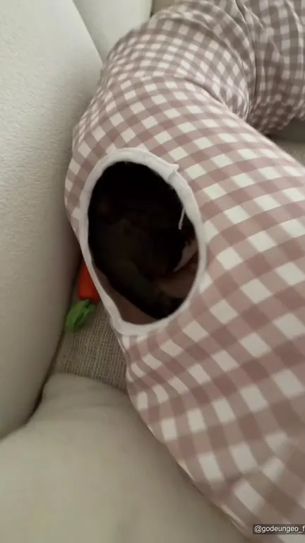 Коты нашли уютный тоннель