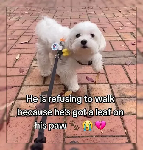 Dog Refuses to Walk