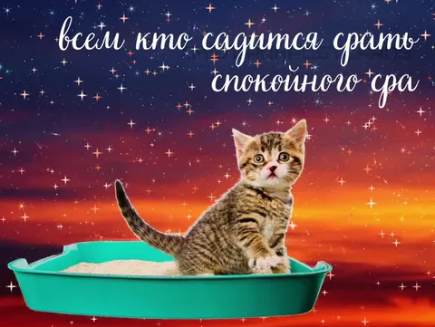 Кот желает спокойного сна