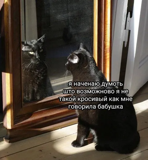 Кот сомневается в своей красоте