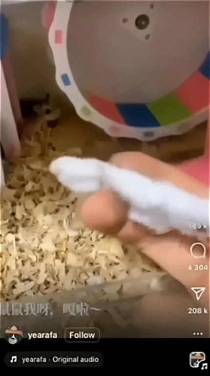 Is He Dead Hamster