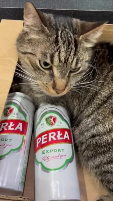 Kot pilnuje piwa Perła