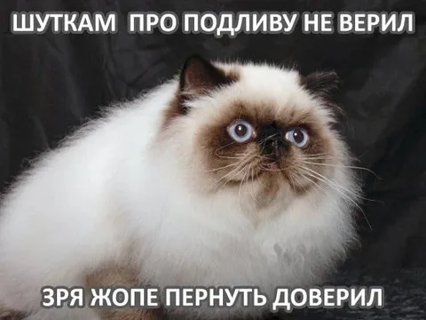 Кот поверил шуткам про подливу