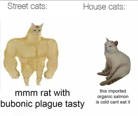 Street Cats vs House Cats