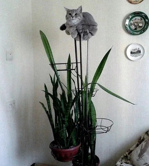 Кот на вершине растения