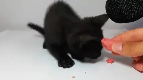 Чёрный котёнок ест сосиску