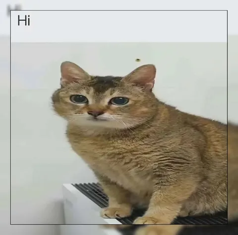 Cat Says Hi