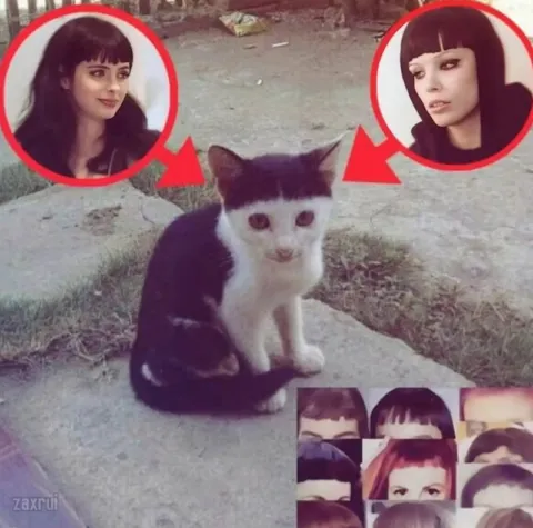 Кот с лицами девушек
