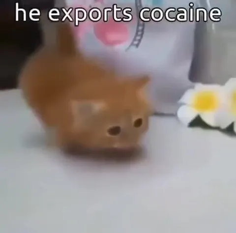 He Exports Cocaine Cat