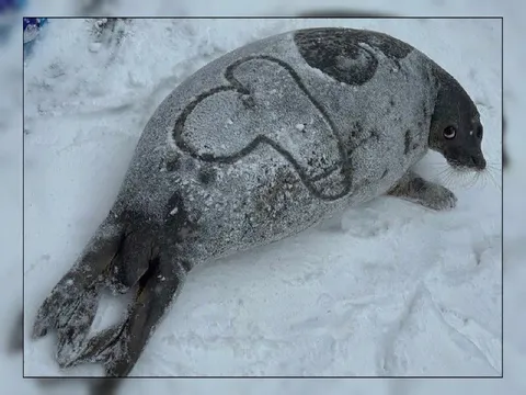 Тюлень с рисунком на спине