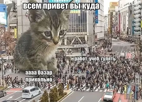 Кот спрашивает, куда все идут