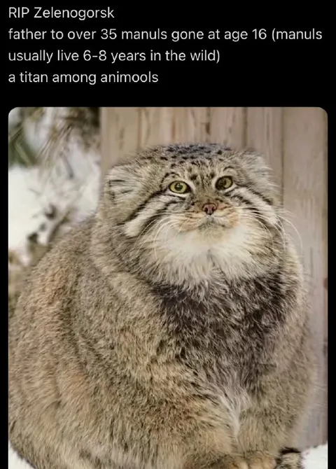 Zelengorsk the Titan Manul