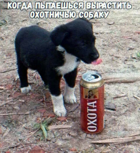 Охотничья собака из банки Охота