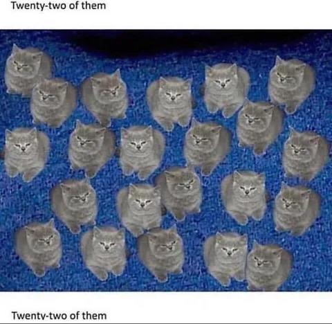 Twenty-Two Cats