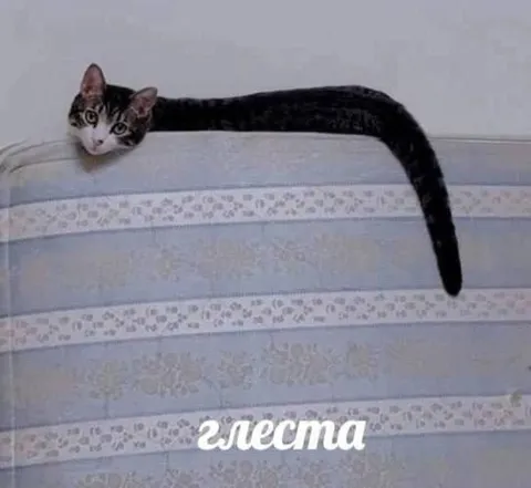 Кот-элеста на кровати