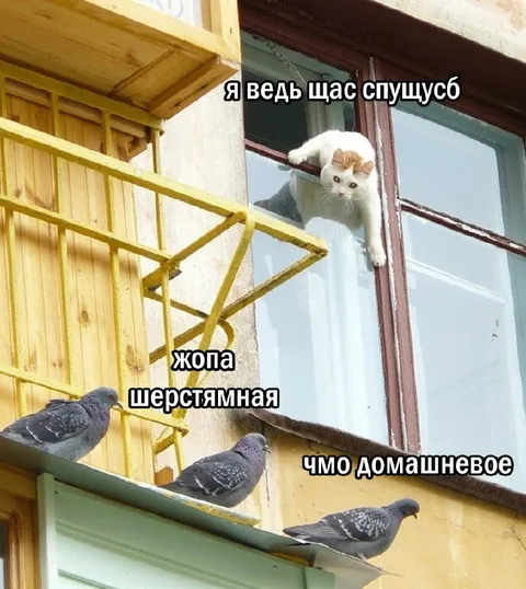 Кот спускается к голубям