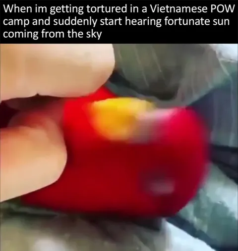 Fortunate Son Parrot Rescue