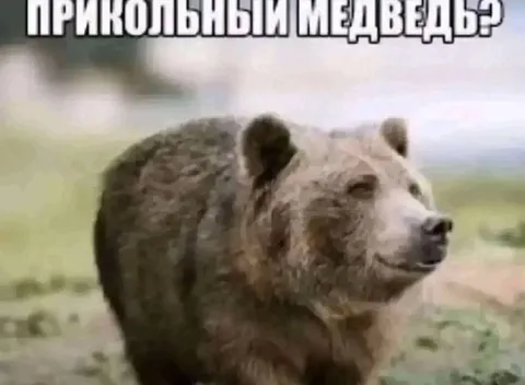 Прикольный медведь с подписью