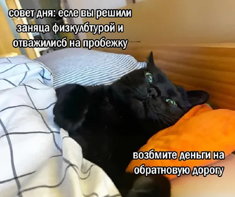 Кот после пробежки
