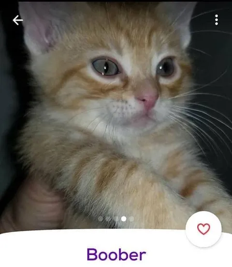 Boober Cat