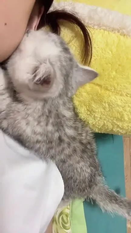 Котёнок нежно мурлычет