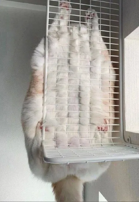 Кот застрял в решётке