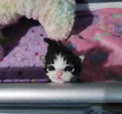 Котёнок выглядывает из укрытия