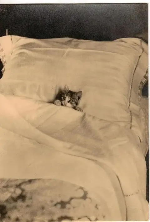 Котёнок прячется в постели